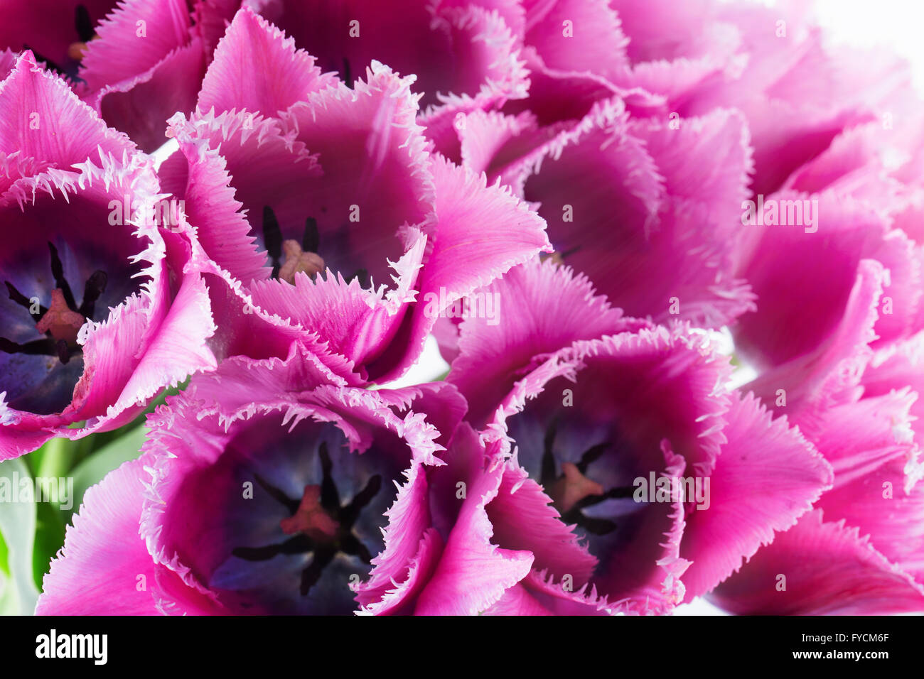 Nahaufnahme von violette Tulpen. Stockfoto