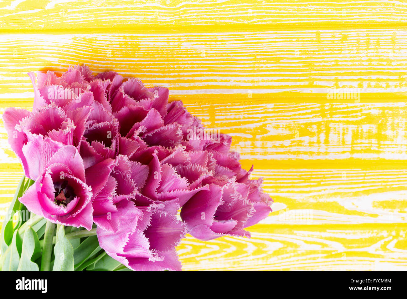 violette Tulpen auf dem gelben Hintergrund aus Holz. Stockfoto