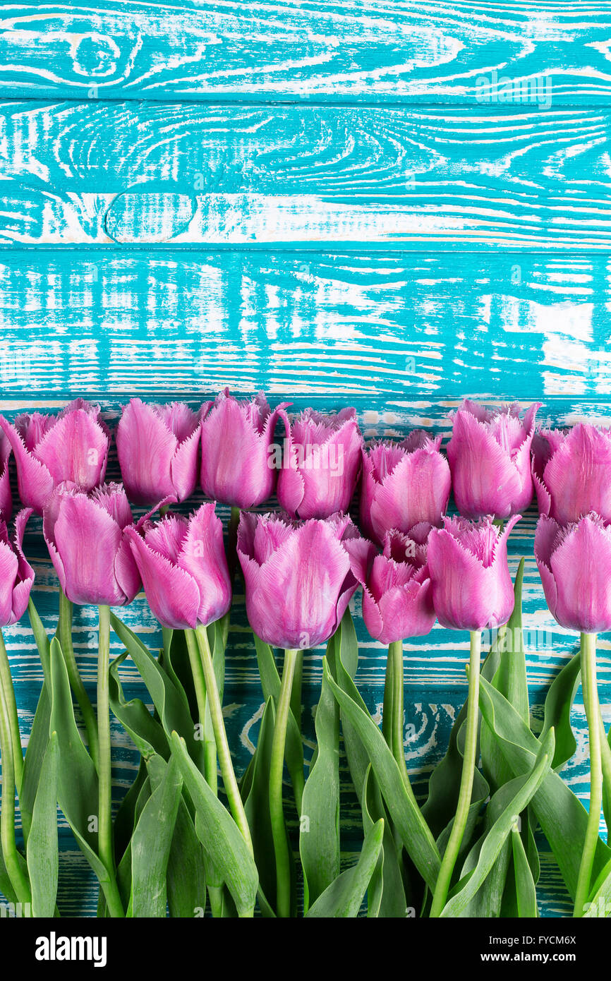 violette Tulpen auf dem blauen Hintergrund aus Holz. Stockfoto