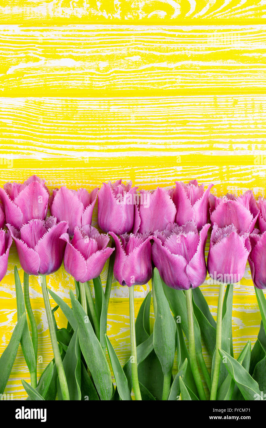 violette Tulpen auf dem gelben Hintergrund aus Holz. Stockfoto