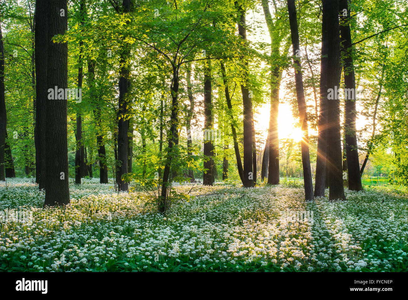 Sonnigen Wald mit Bärlauch Stockfoto