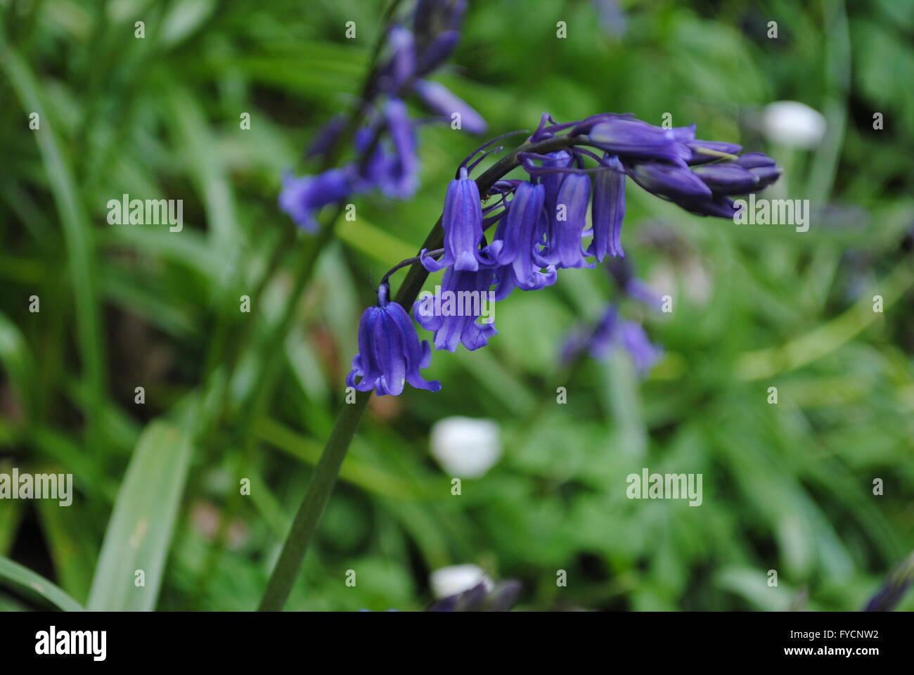 Bluebell Holz, Durham, England Stockfoto