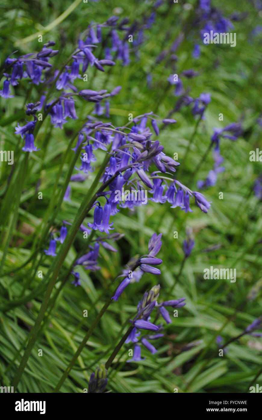 Bluebell Holz, Durham, England Stockfoto