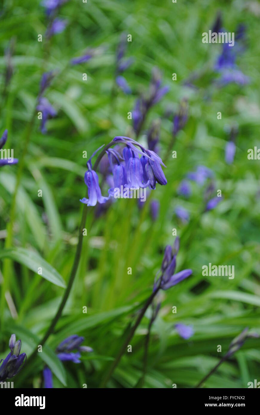 Bluebell Holz, Durham, England Stockfoto