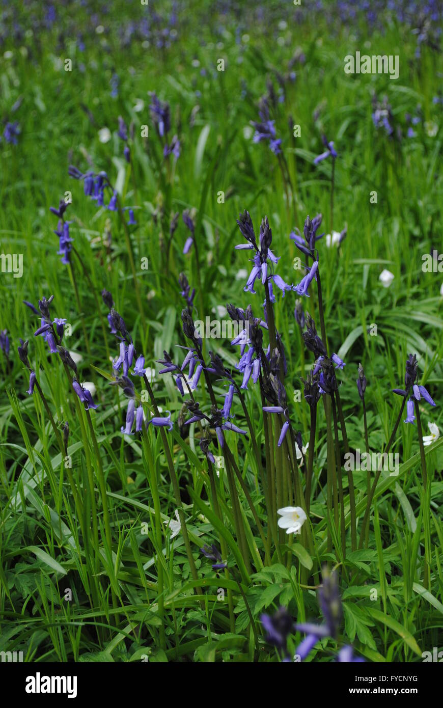 Bluebell Holz, Durham, England Stockfoto