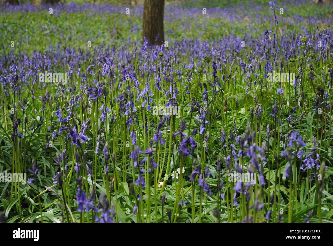 Bluebell Holz, Durham, England Stockfoto