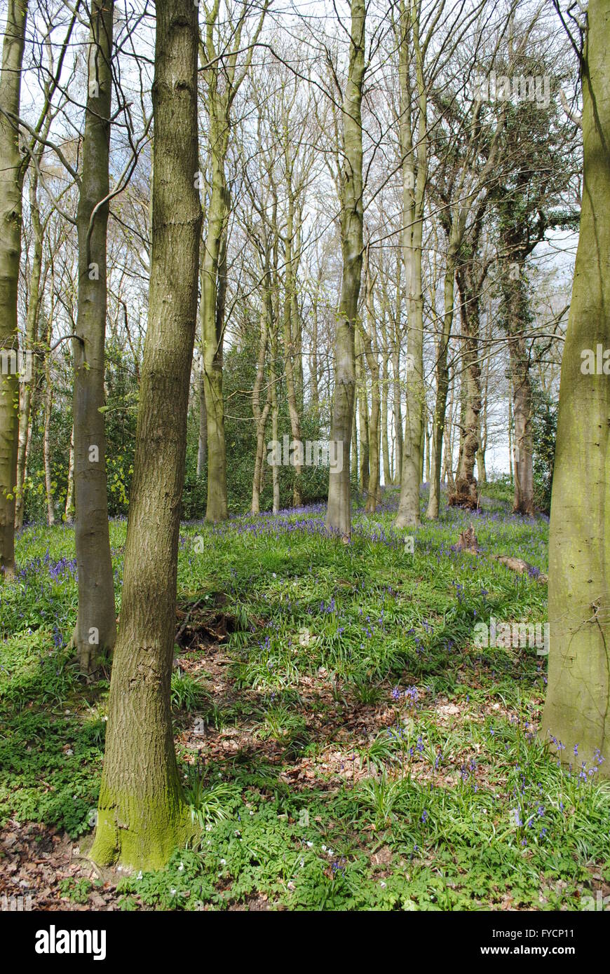 Bluebell Holz, Durham, England Stockfoto