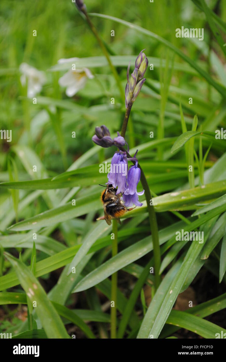 Bluebell Holz, Durham, England Stockfoto