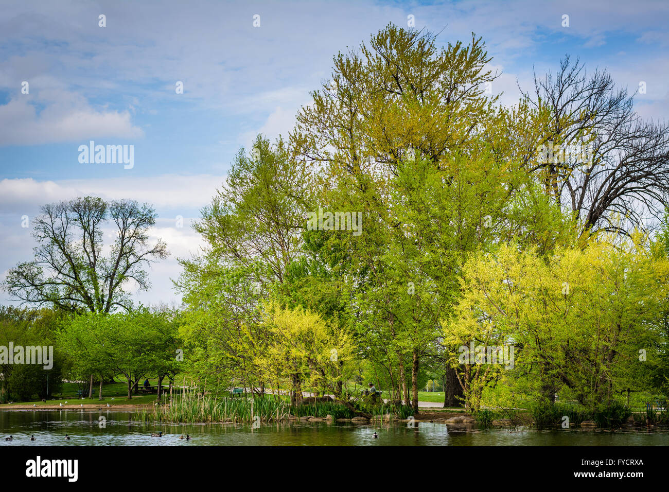Spring Farbe am See bei Patterson Park, Baltimore, Maryland. Stockfoto