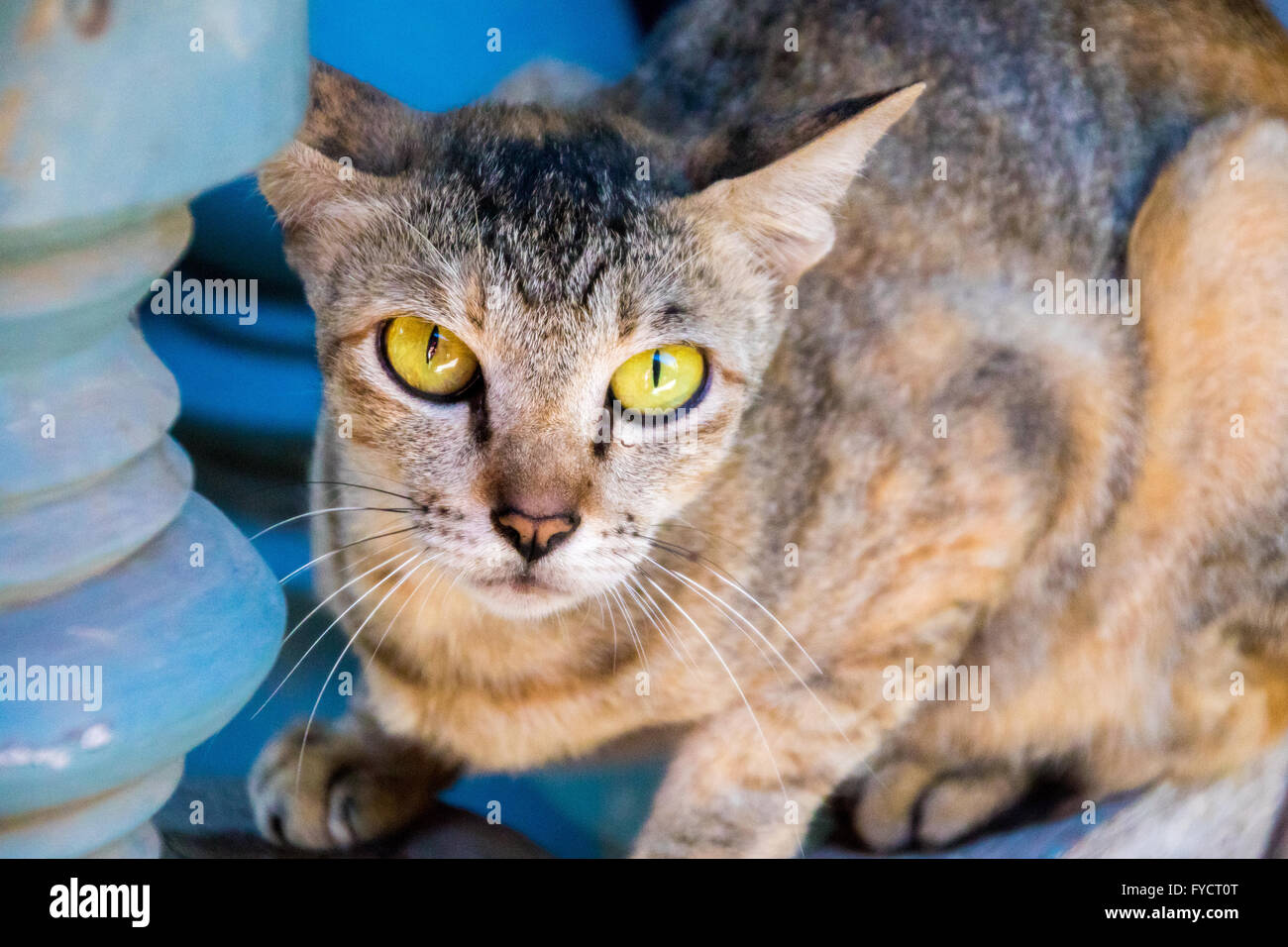 Intensiv gelbe Augen Katze Stockfoto