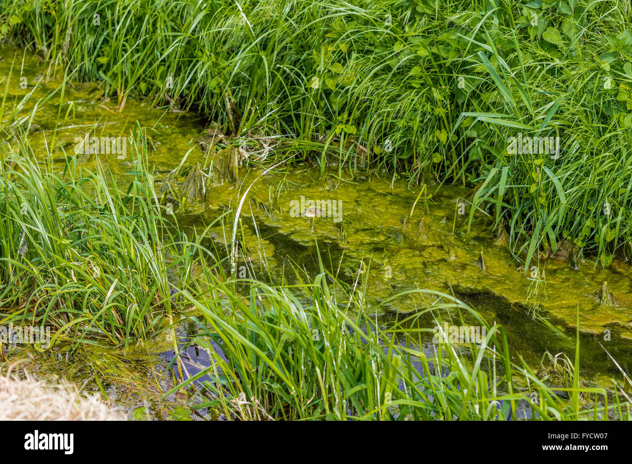 Kröte in schlammigen Bewässerungskanal Stockfoto