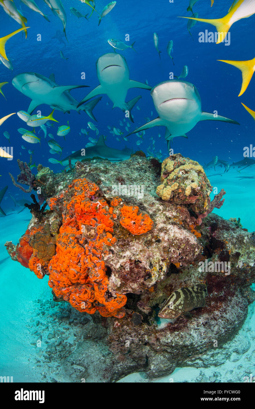 Karibische Riffhaie, Carcharhinus Perezi, Schwimmen über Korallenriffe, Bahamas Stockfoto