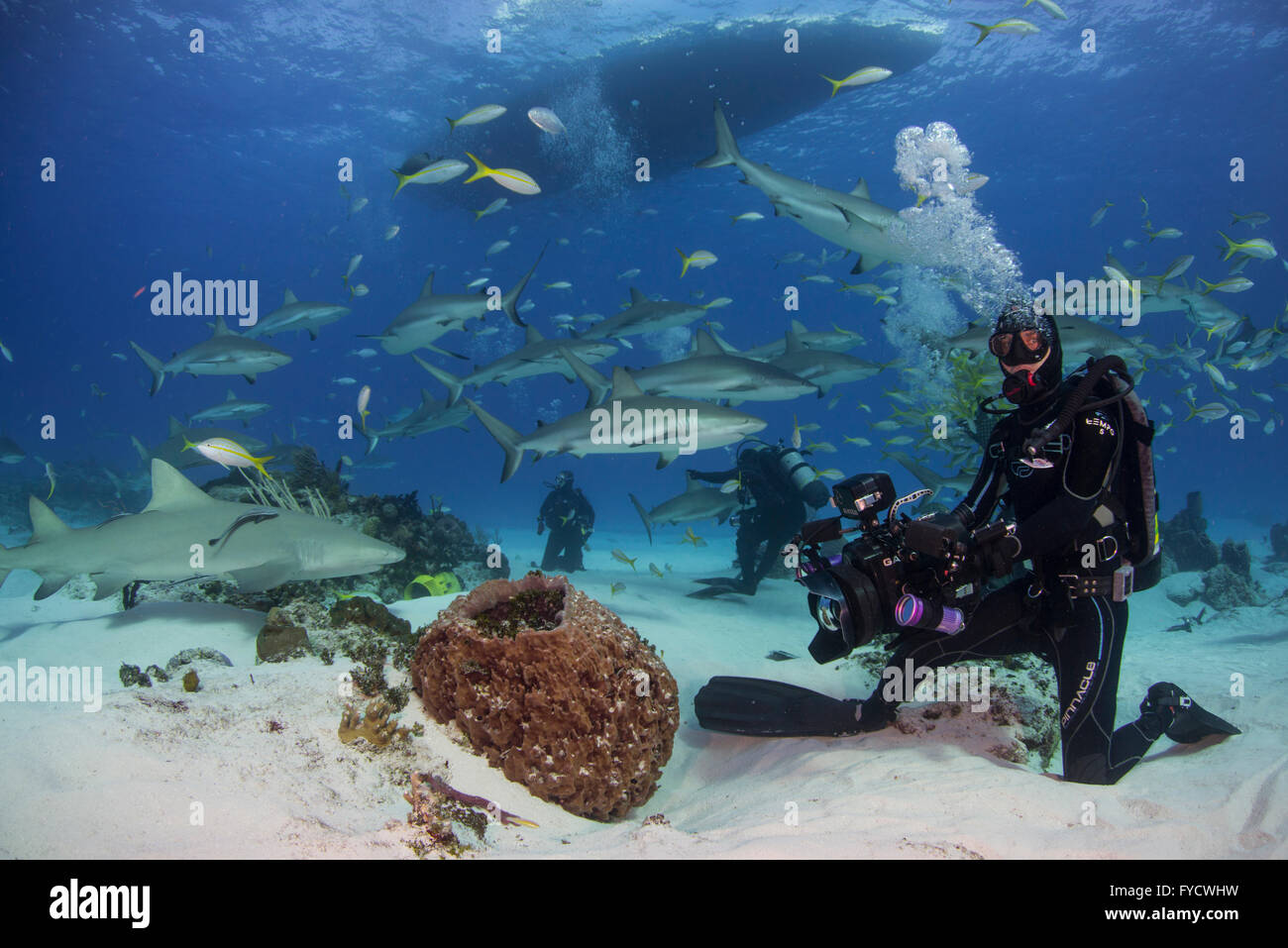 Kameramann posiert mit einer Schule von Haien, Bahamas Stockfoto