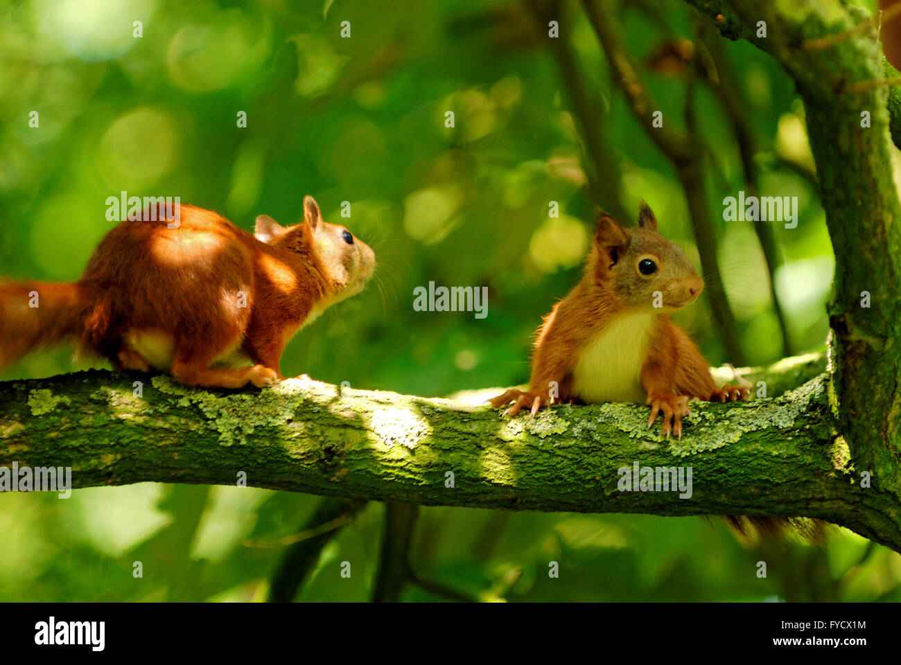 zwei junge Eichhörnchen spielen in einem Baum Stockfoto