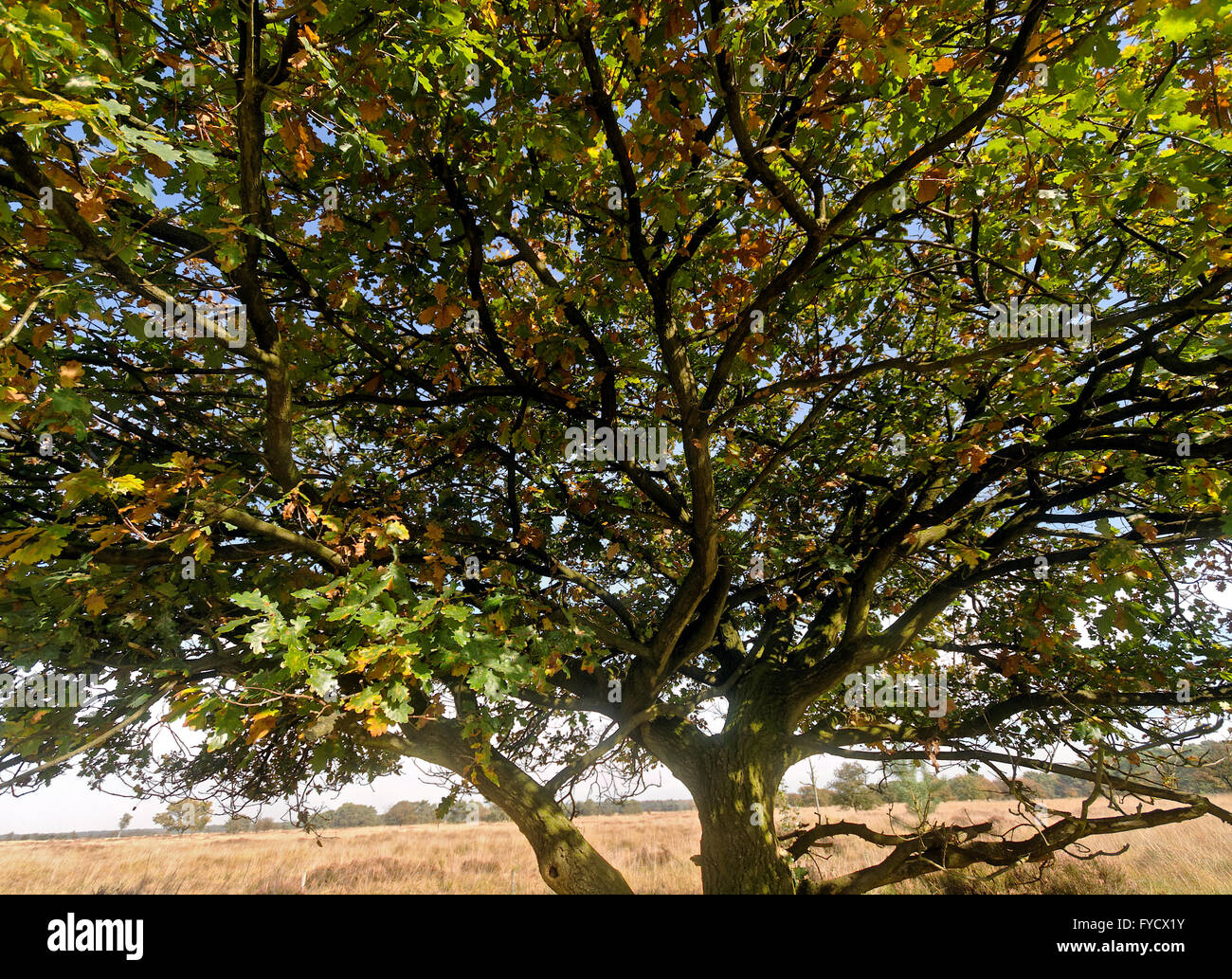 Eiche auf Heide im Herbst in Belgien Stockfoto