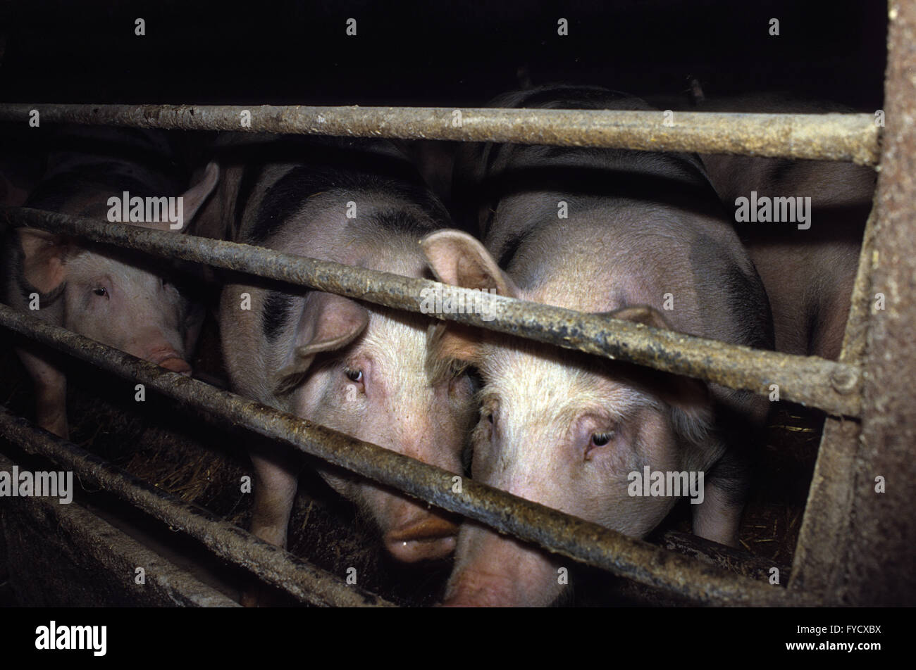 Schweine in den Stall Stockfoto
