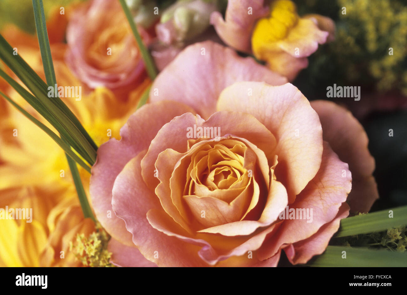 Blüte einer Rose Stockfoto