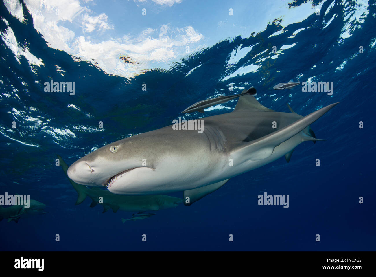 Zitrone Hai, Negaprion Brevirostris, Schwimmen, Bahamas Stockfoto