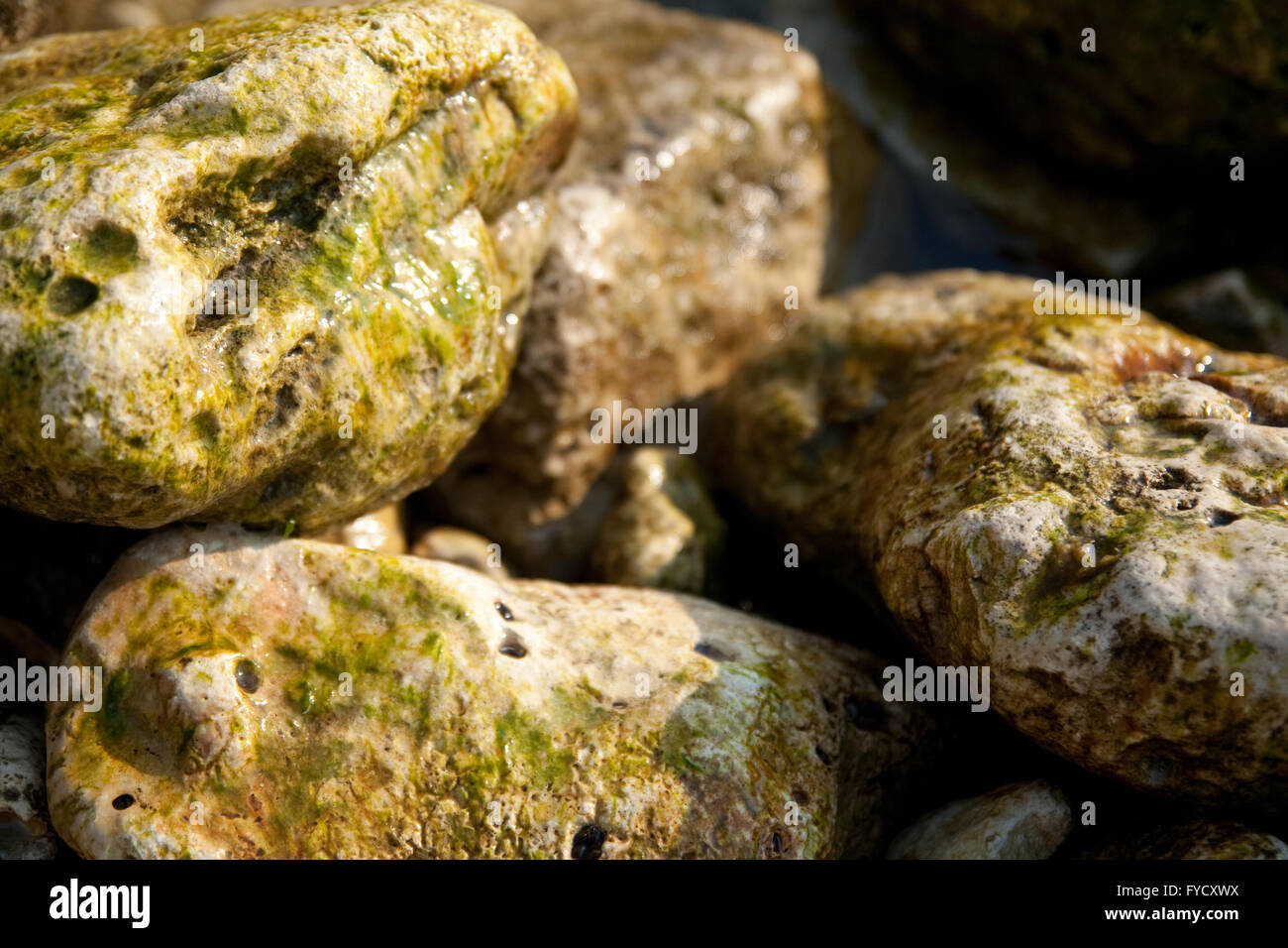 Textur nassen Steinen von der Küste Stockfoto