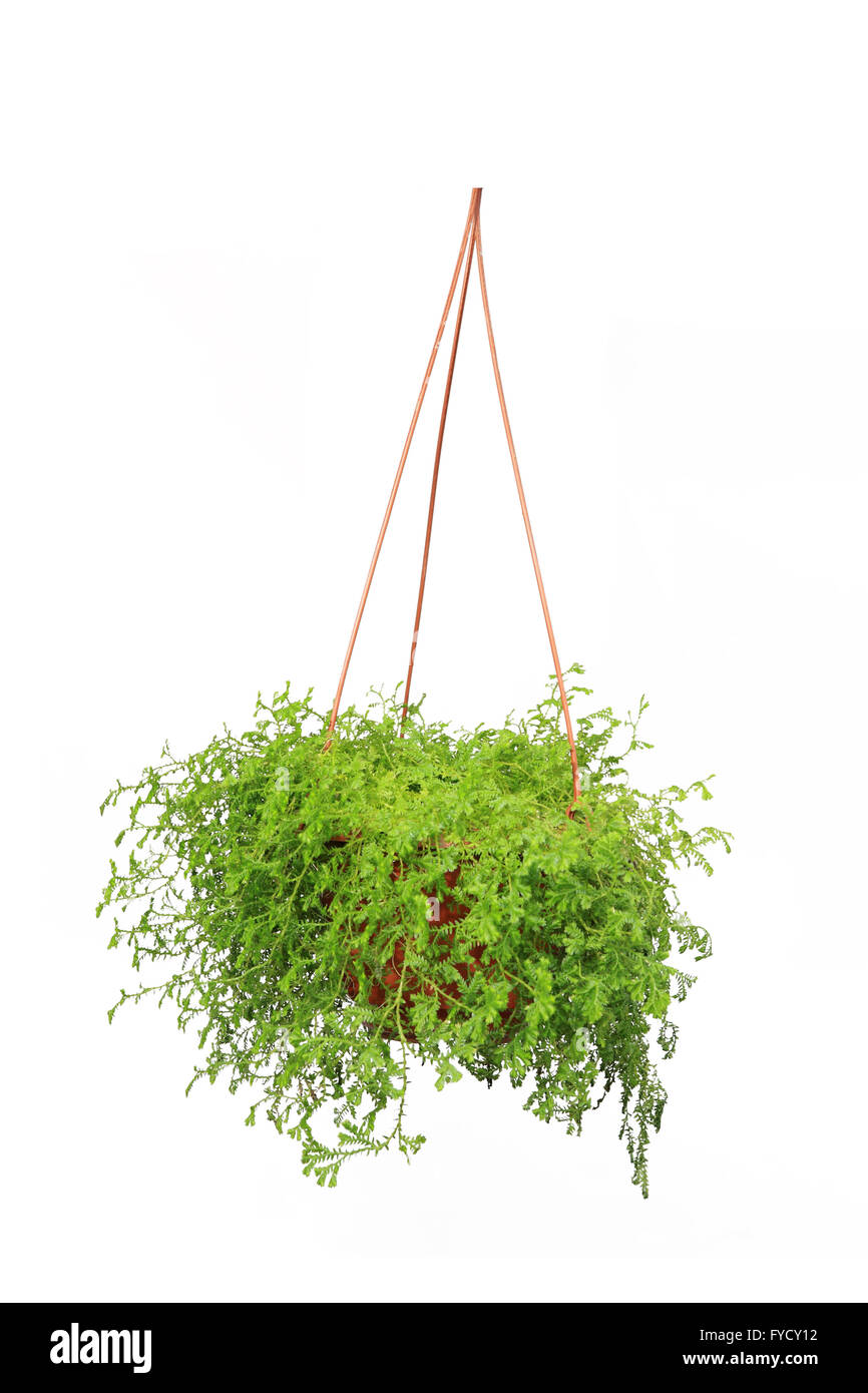 Hängende Blumenkorb Stockfoto