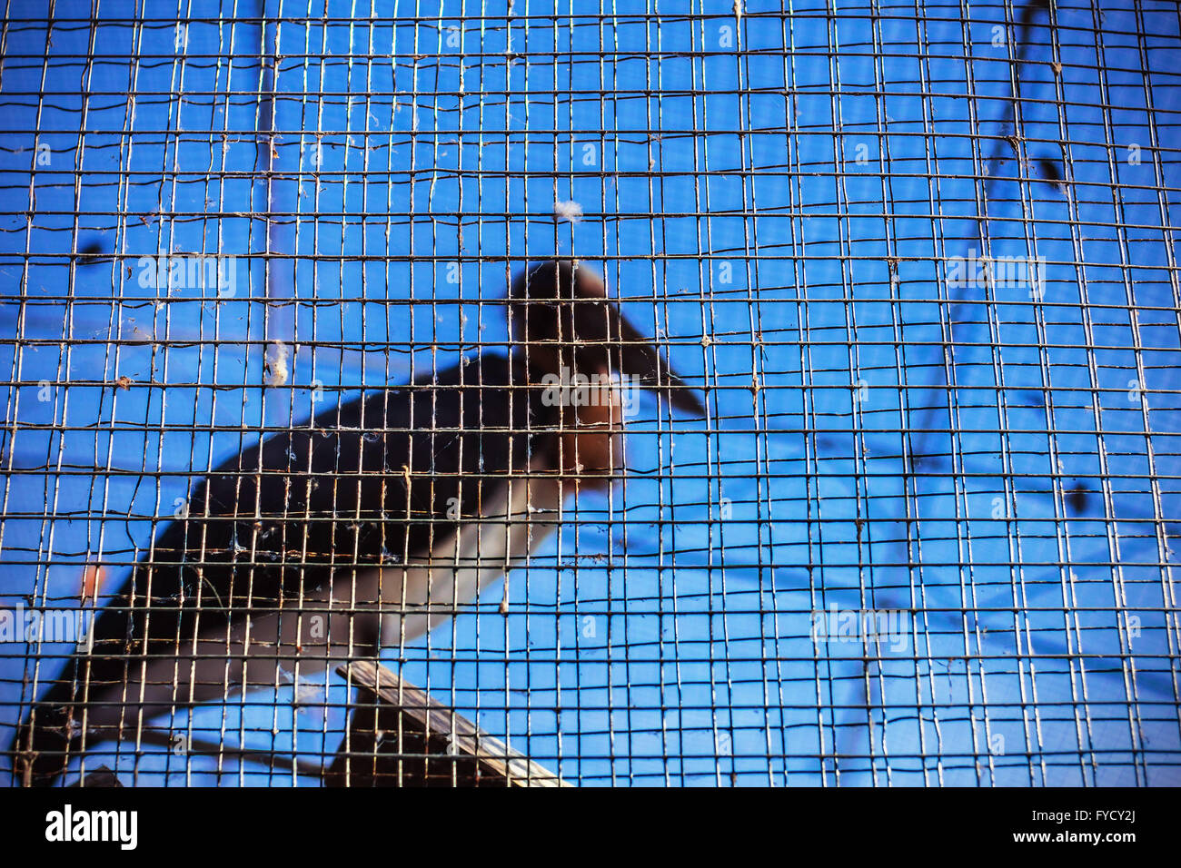 Der Vogel im Käfig Stockfoto