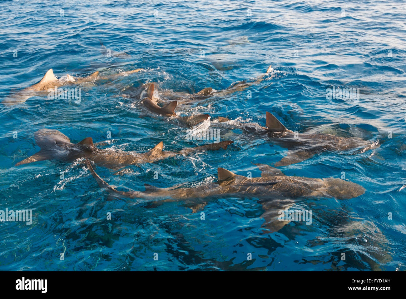Karibische Riffhaie Fütterung auf der Wasseroberfläche, Bahamas Stockfoto