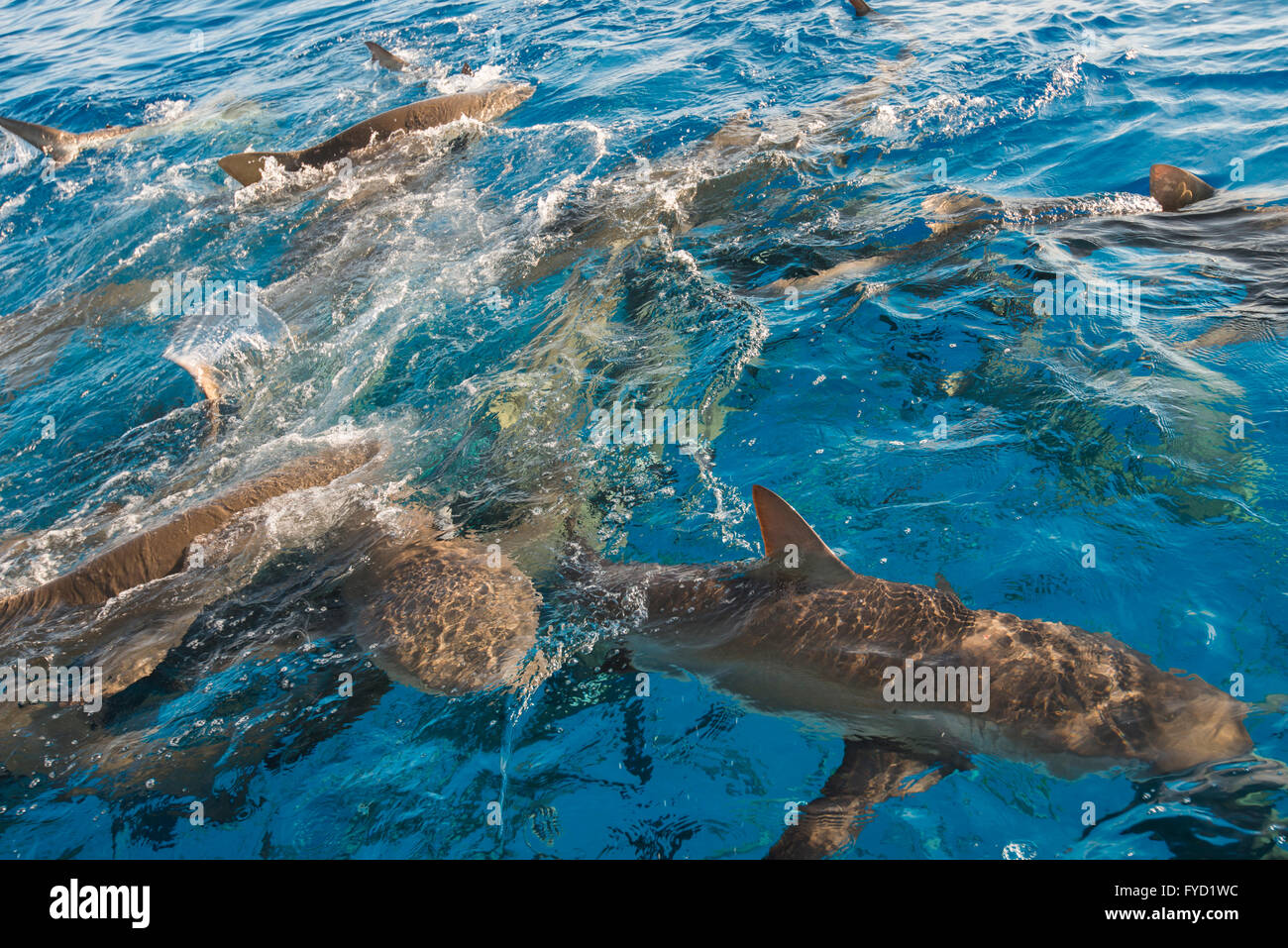 Karibische Riffhaie Fütterung auf der Wasseroberfläche, Bahamas Stockfoto