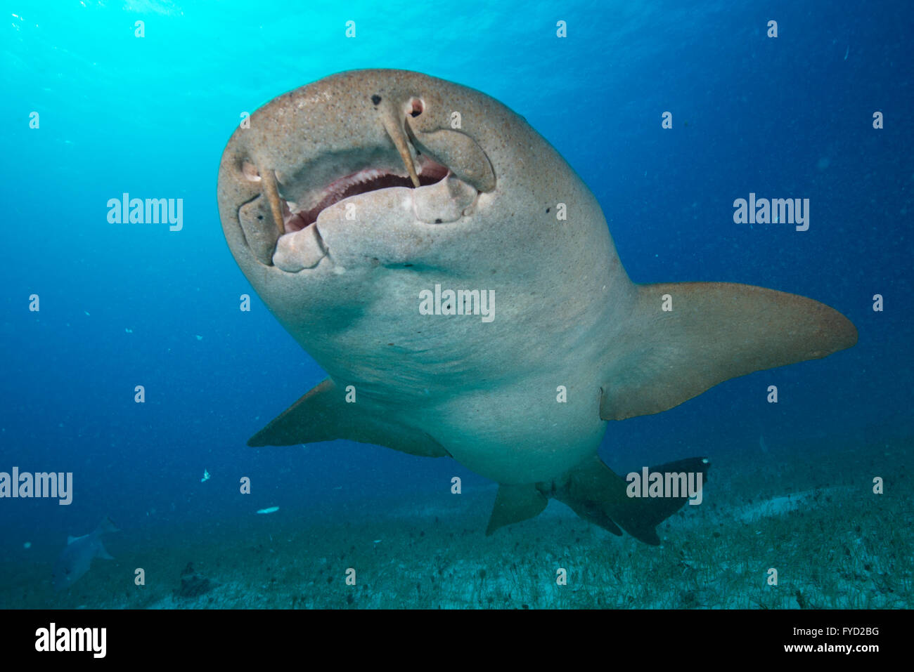 Ammenhai, Ginglymostoma Cirratum, Unterseite, Bahamas Stockfoto