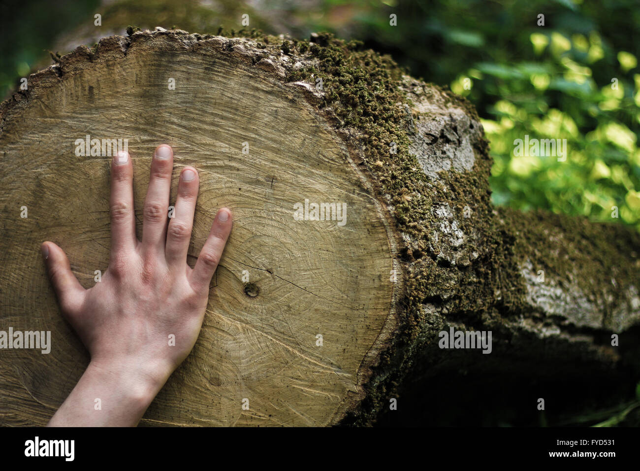 Hand zu berühren toten Baum Stockfoto