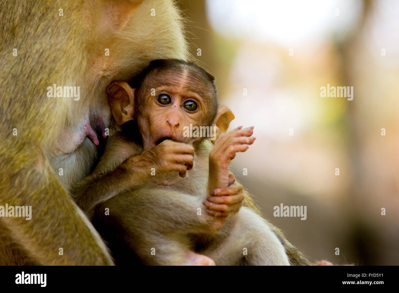 Baby Affe im Arm der Mutter Affe Stockfoto