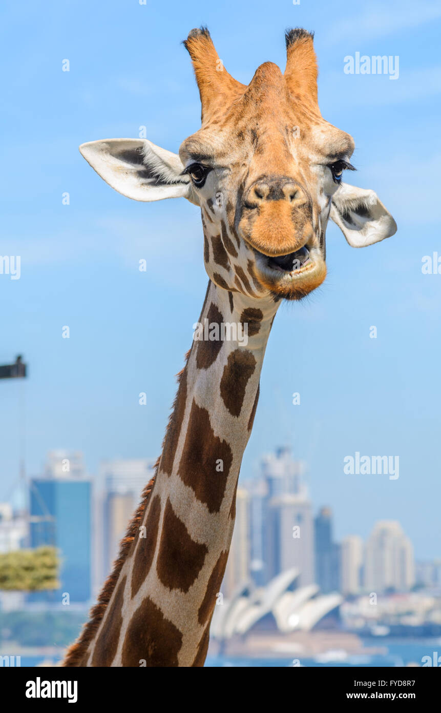 Sydney Opera House mit Giraffen im Vordergrund Stockfoto