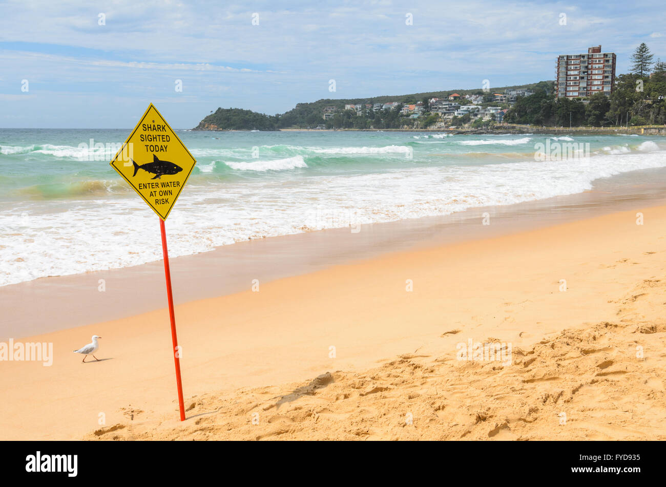 Hai-Sichtung Schild am Manly Beach, Sydney Stockfoto