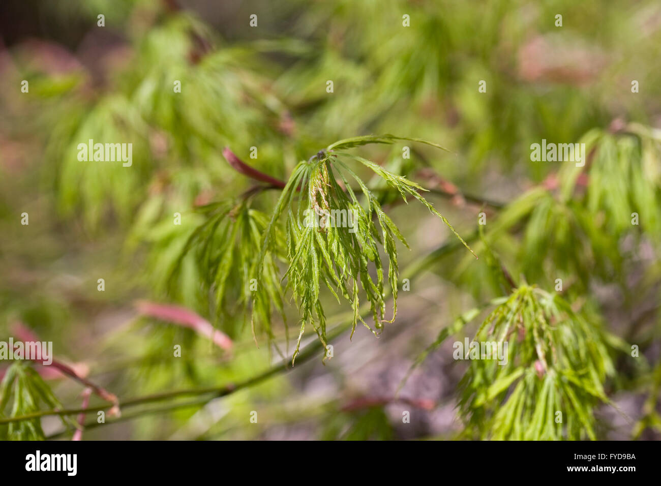 Acer Palmatum Dissectum. Schnitt-leaved japanischen Ahorn-Blatt-Muster. Stockfoto