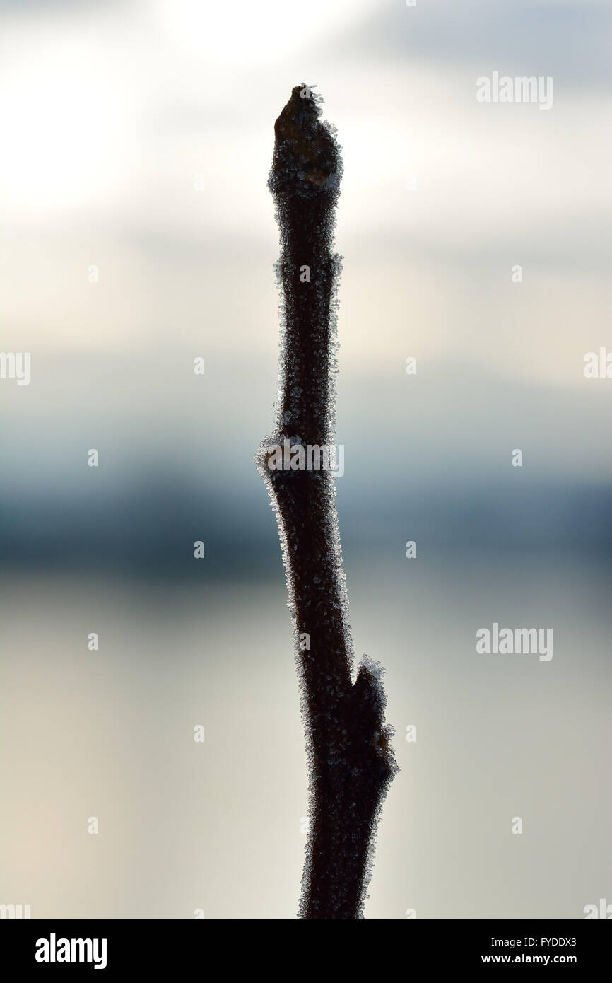 Frost auf einem Zweig Stockfoto