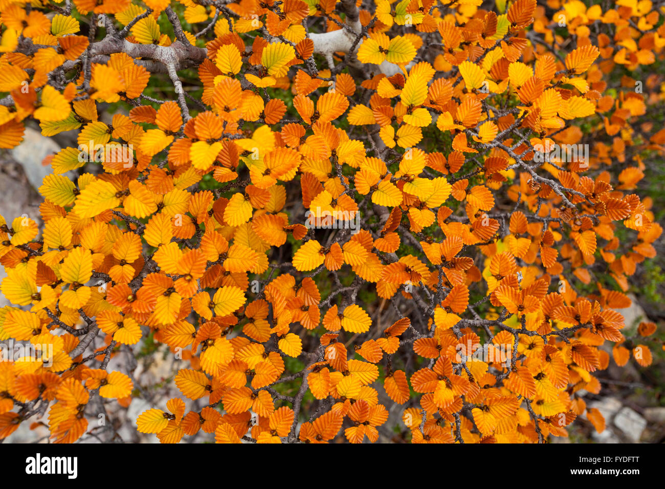 Herbst-Fagus verlässt - Wiege Mtn Lake St Clair N.P - Tasmanien Stockfoto