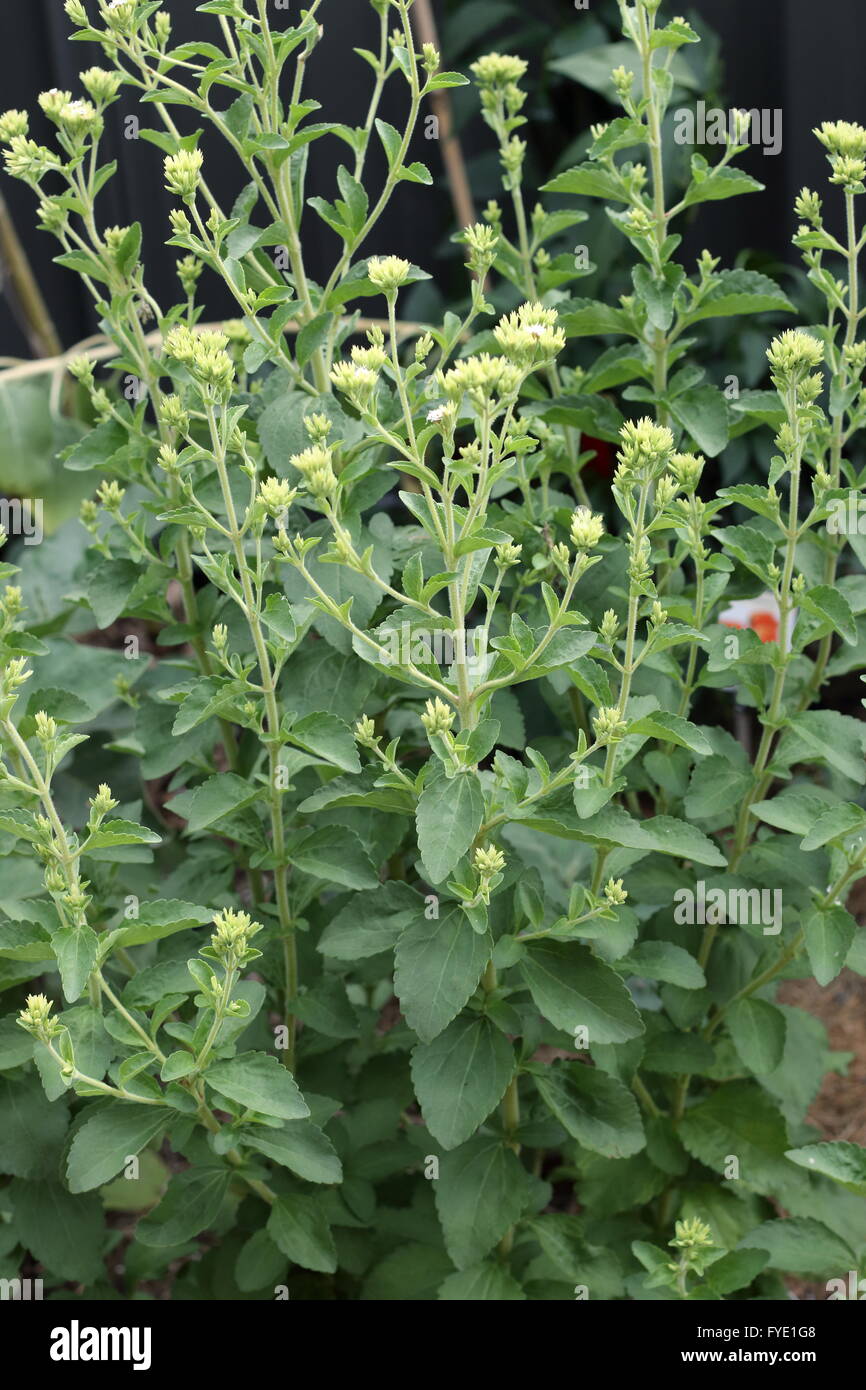 Süßes Kraut Stevia Rebaudiana im Boden wachsenden Stockfoto