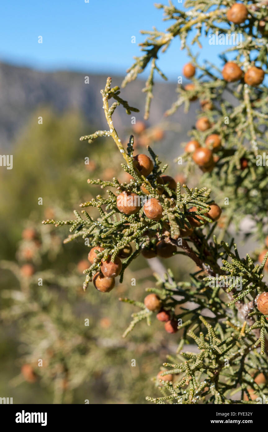 Detail der Blätter, Zweige und Früchte der Phönizische Wacholder, Juniperus Phoenicea. Stockfoto