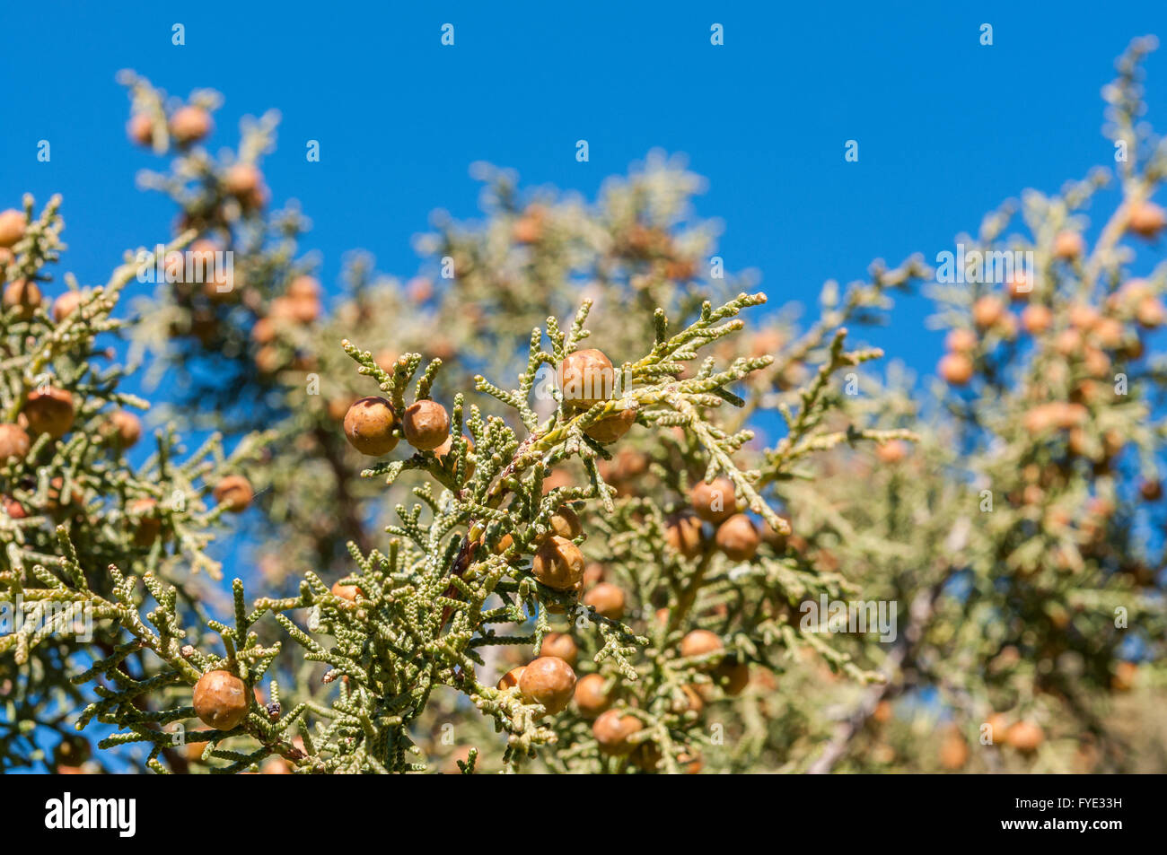 Detail der Blätter, Zweige und Früchte der Phönizische Wacholder, Juniperus phoenicea Stockfoto