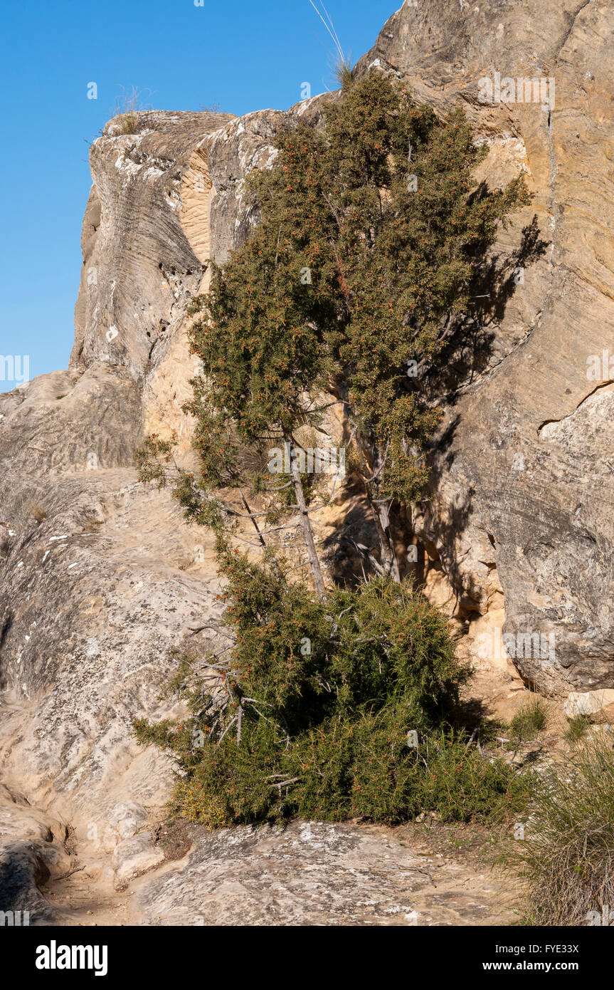 Exemplar der Phönizische Wacholder, Juniperus Phoenicea. Es ist in der gesamten Region Mittelmeer Wacholder Stockfoto