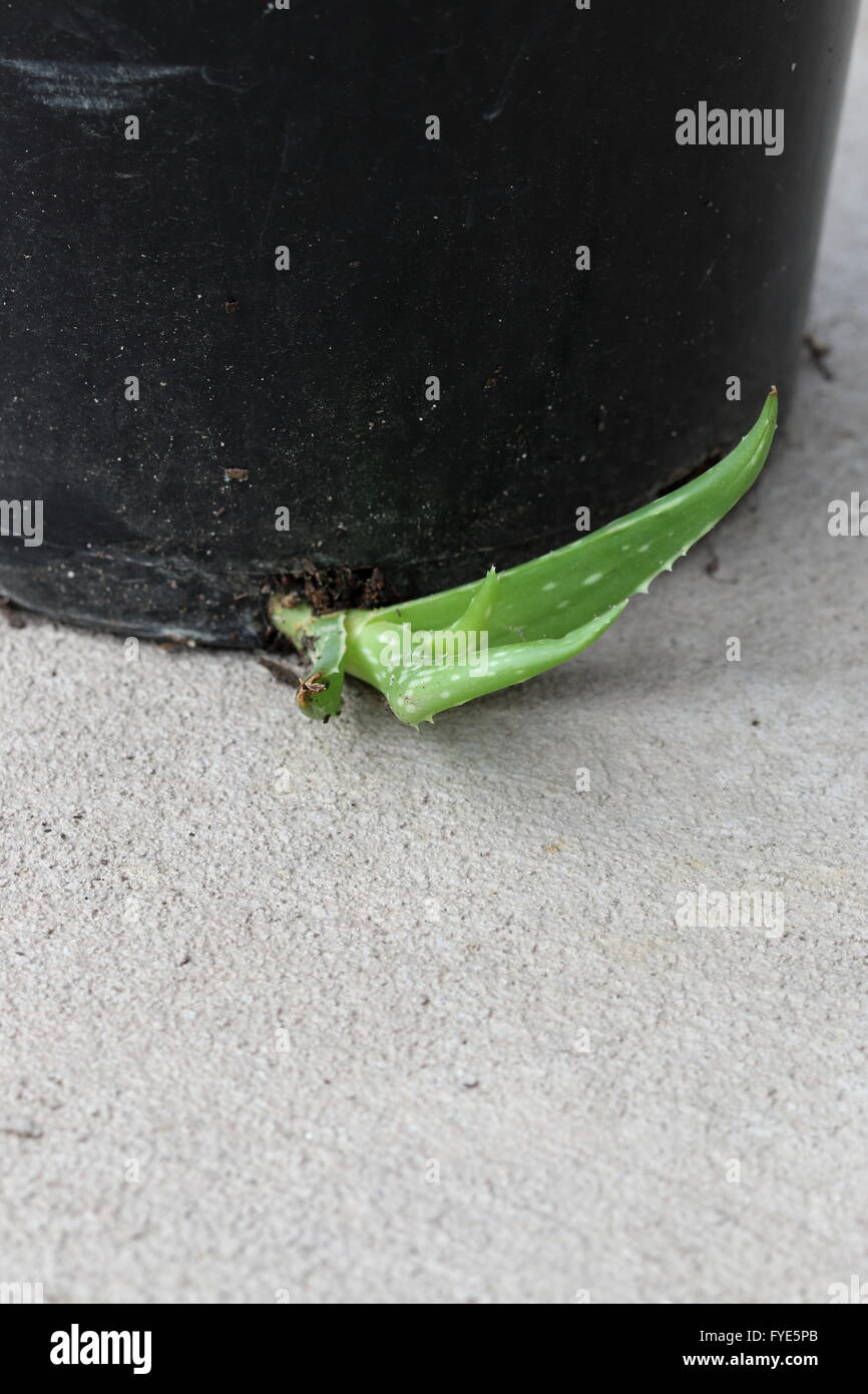 Nahaufnahme eines Offsets Aloe Vera Welpen wachsen unter dem Topf Stockfoto