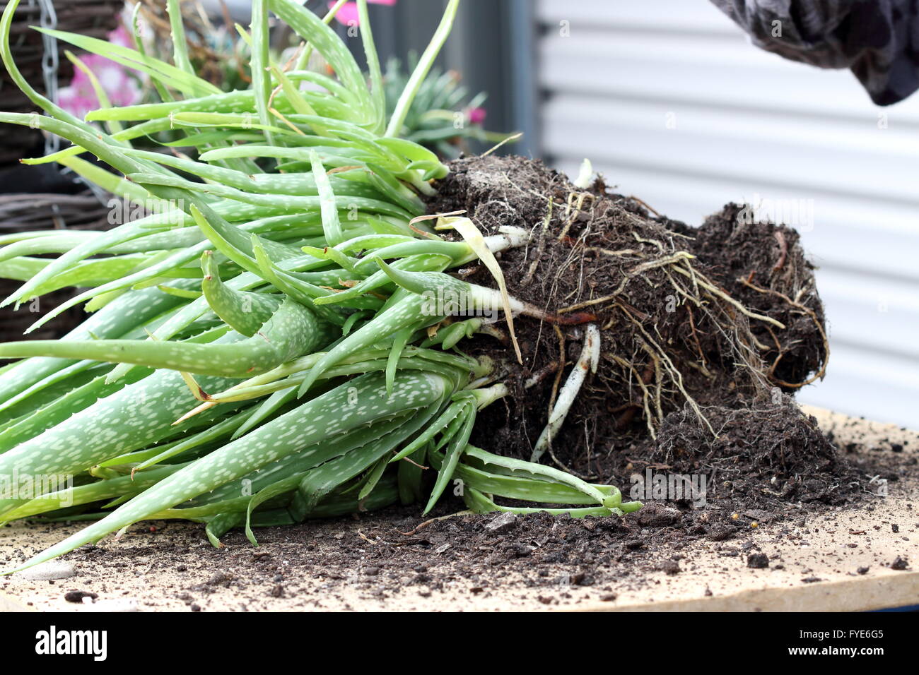 Schließen Sie einen Stapel von Aloe-Vera-Pflanzen mit Wurzeln gepflanzt werden Stockfoto