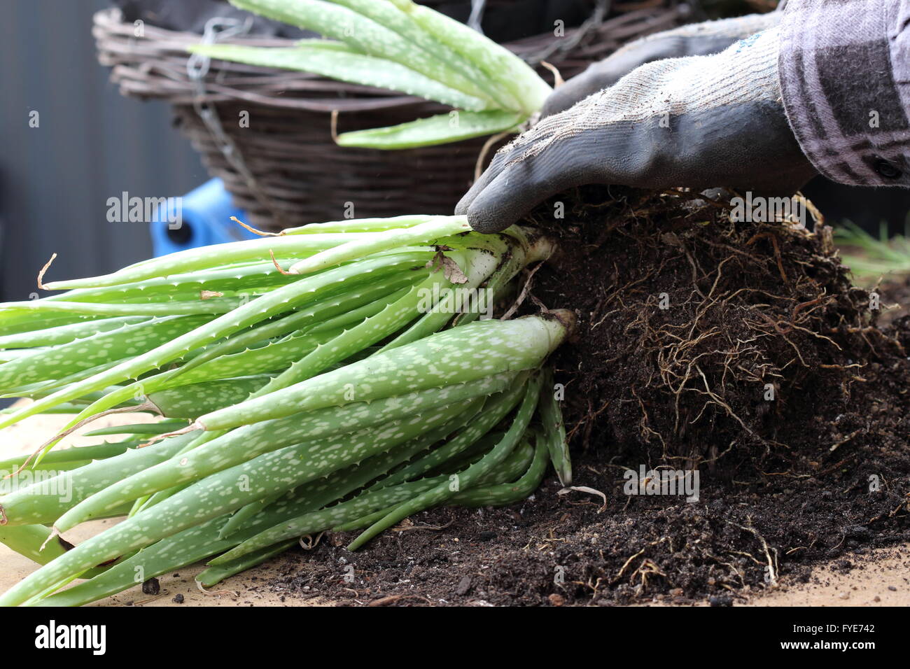 Aloe Vera-Welpen von den wichtigsten Mutterpflanzen Aufteilung Stockfoto
