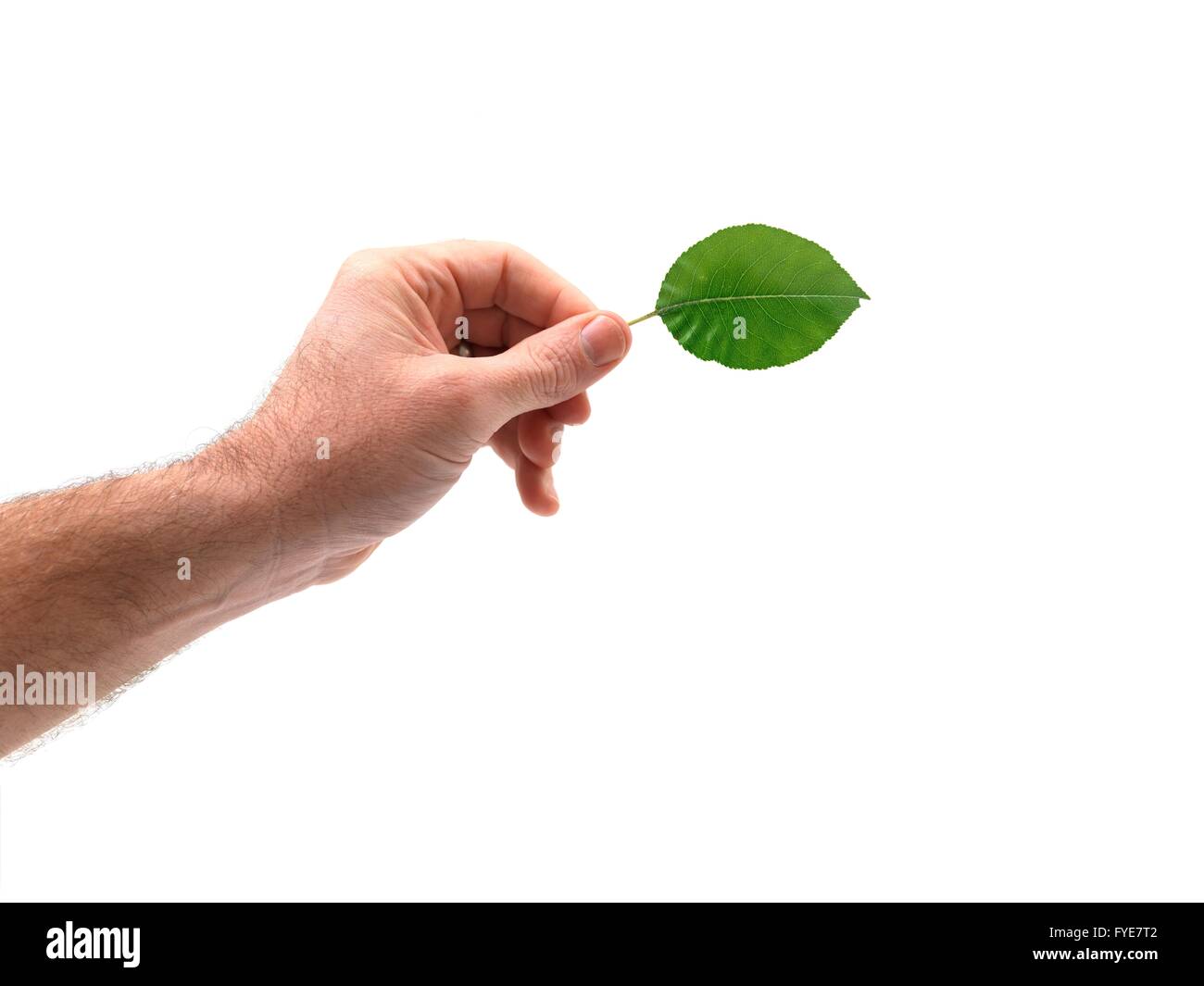 Eine Hand hält ein Blatt auf dem weißen Hintergrund isoliert Stockfoto