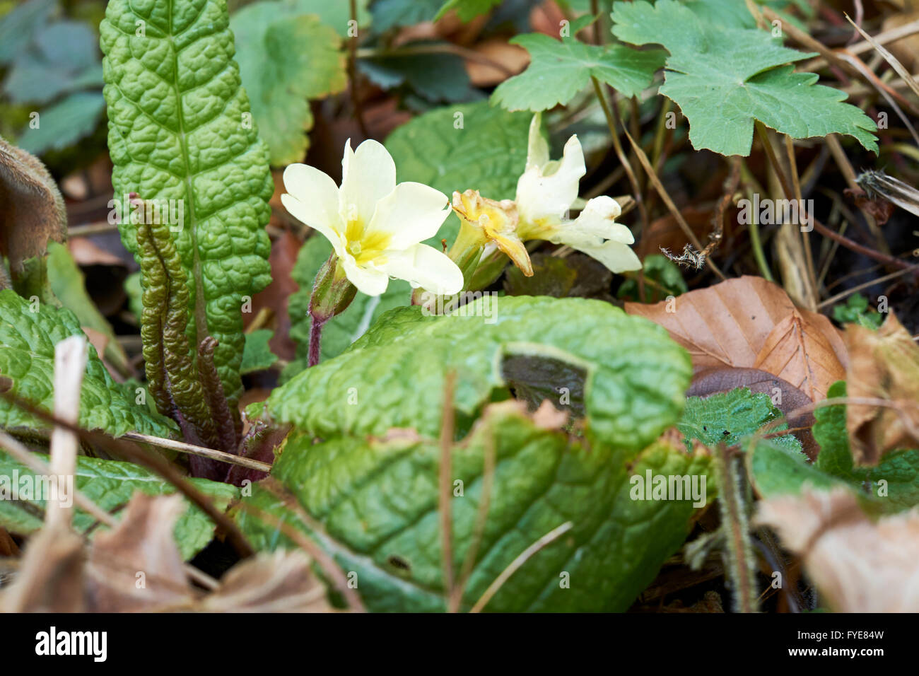 Primel (Primula Vulgaris) in grünen Unterholz wachsen. VEREINIGTES KÖNIGREICH. Stockfoto