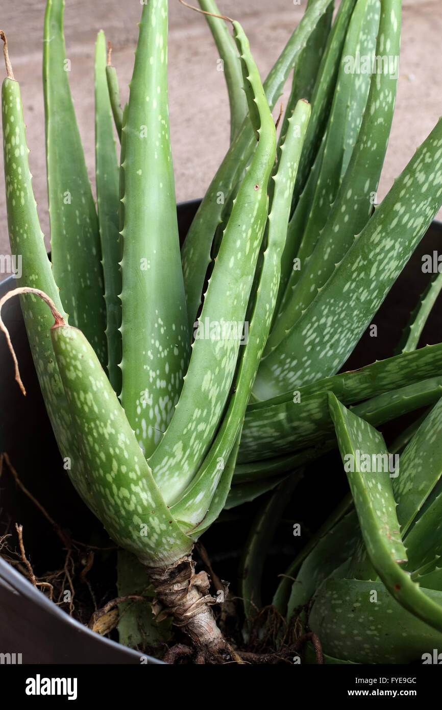 Nahaufnahme Ach gesund aussehende Aloe Vera mit Welpen aufgeteilt und in einem anderen Topf gepflanzt werden Stockfoto