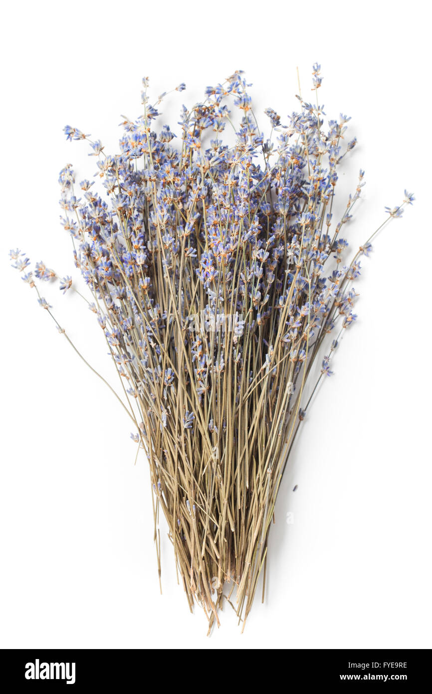 Reihe von getrocknetem Lavendel Zweige in violette Farbe isoliert auf weißem Hintergrund Stockfoto