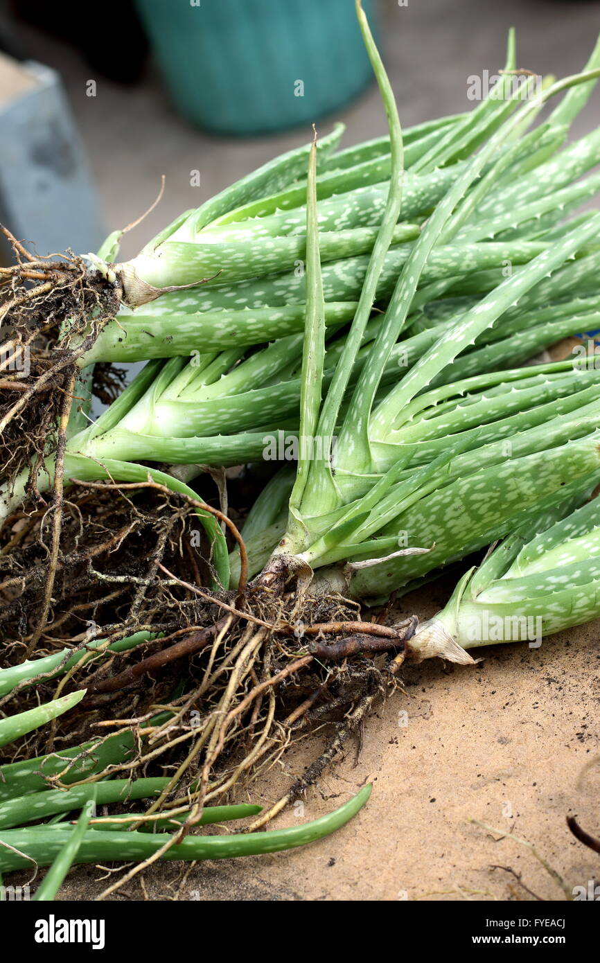 Schließen Sie einen Stapel von Aloe-Vera-Pflanzen mit Wurzeln gepflanzt werden Stockfoto