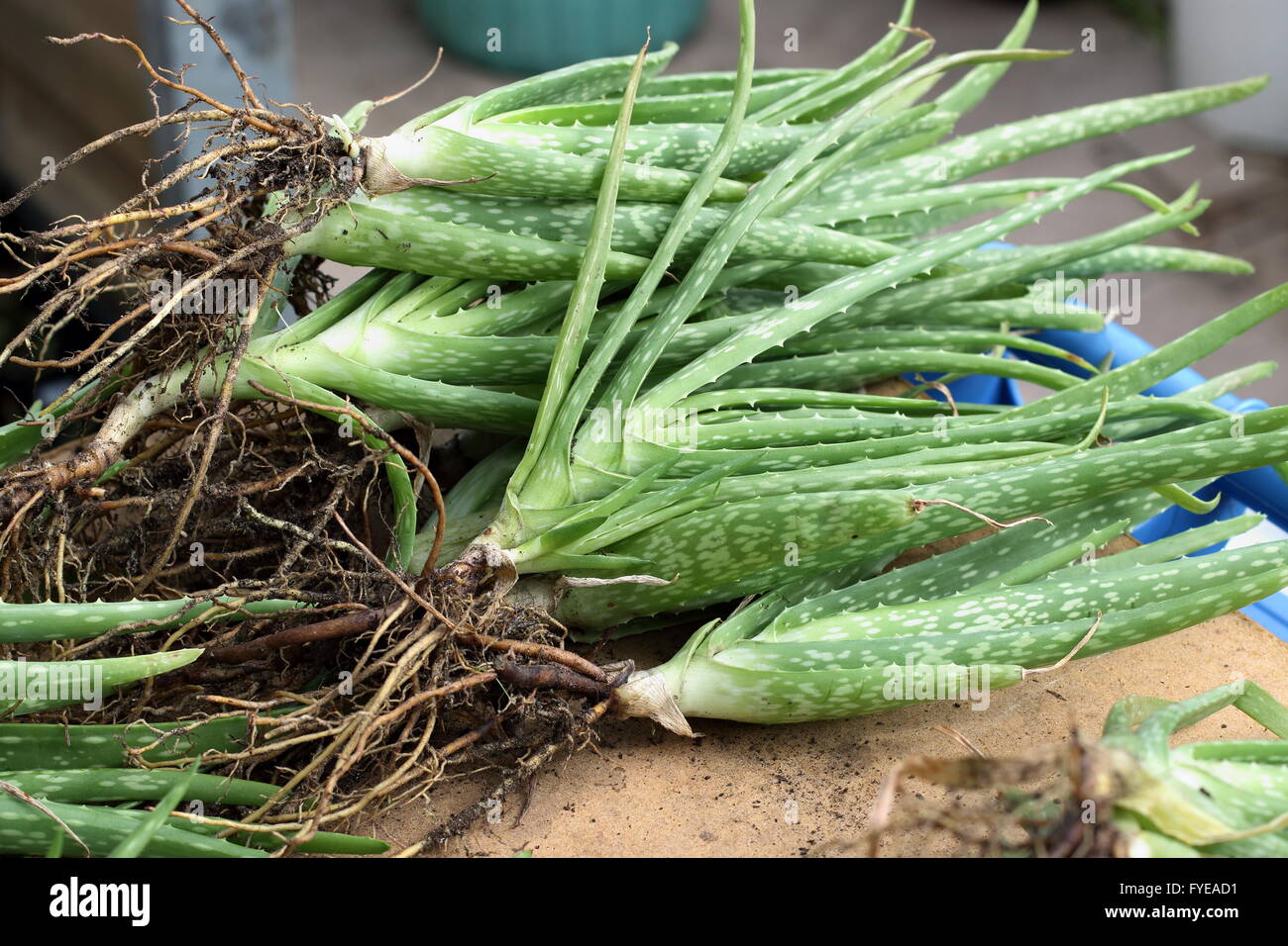 Nahaufnahme der Aloe Vera Pflanze mit Wurzeln Stockfoto