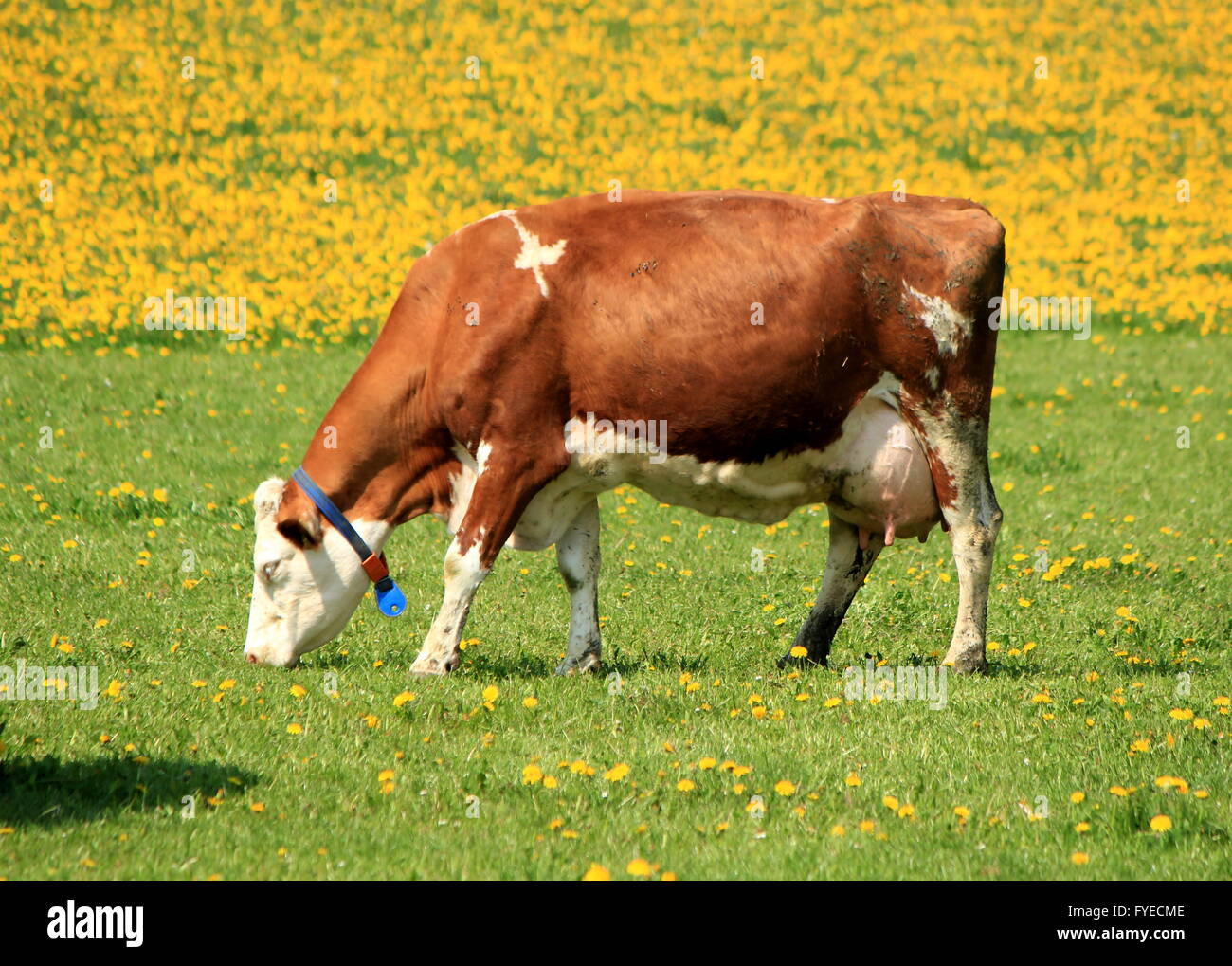 Kuh Frühlingswetter Löwenzahn Blumen Essen Stockfoto