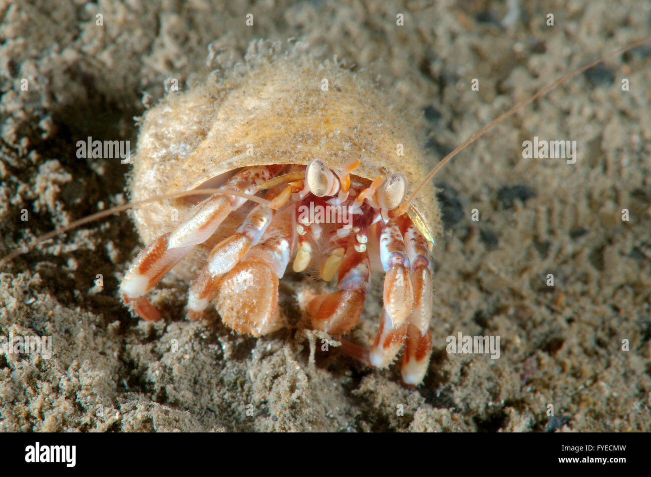 Alaskan Einsiedlerkrebs (Pagurus Ochotensis) Fernost, Meer von Japan, Russland Stockfoto